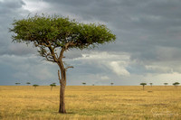 Masai Mara - Aug 2022