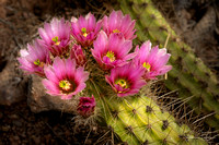 Desert Botanical Garden - Spring 2023