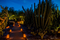Desert Botanical Garden Luminaries - Dec 2016