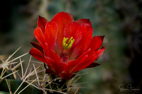 Desert Botanical Garden - Spring 2024