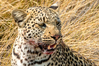 Leopard Kill, Botswana - Aug 2012