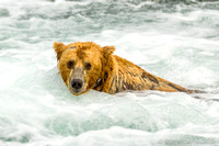 Bears at Brooks Falls - Jul 2009